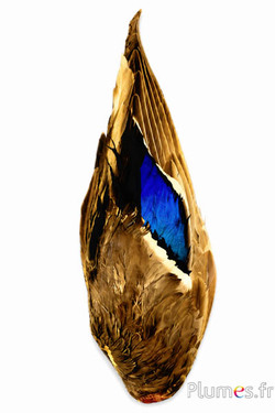 Entenflügel - 7 x 26-28 cm - gelb